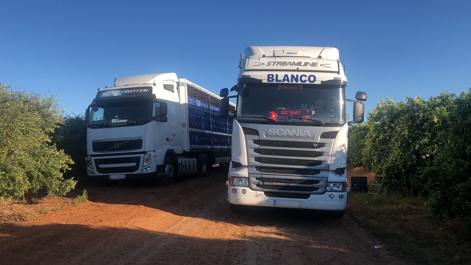 vehiculos blanco travel log citricos